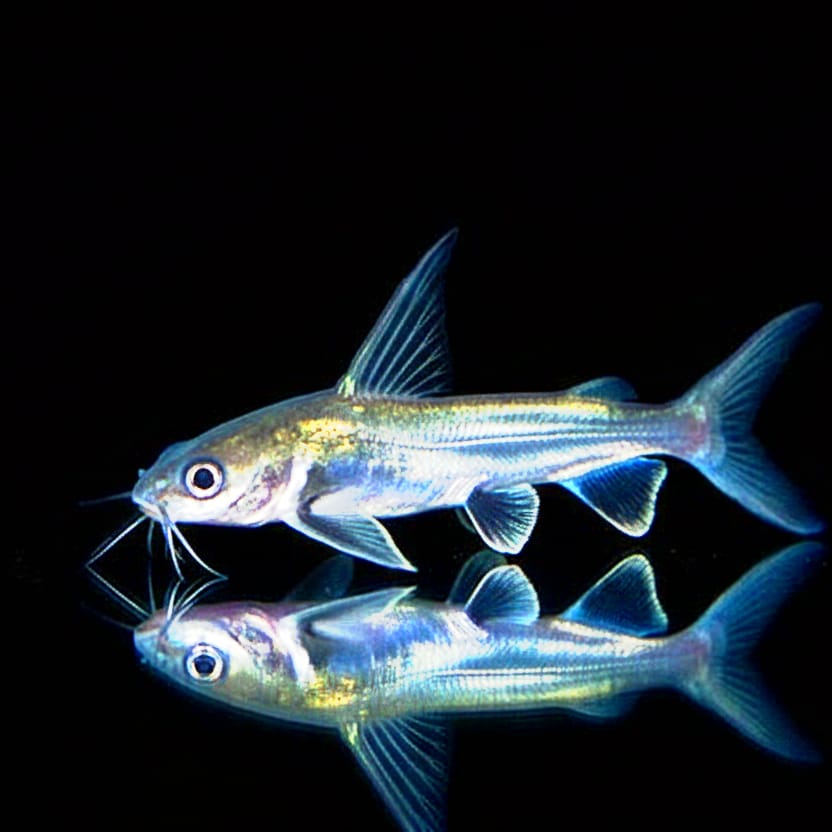 Minihai (Arius seemanni / Sciades seemanni)