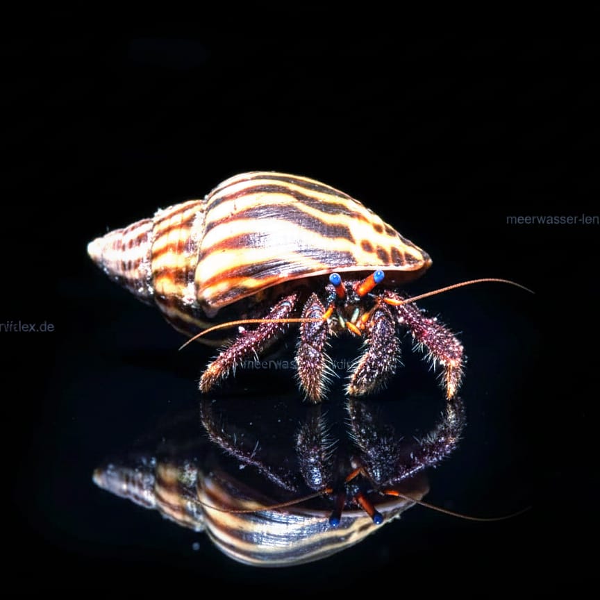 Brackwassereinsiedlerkrebs Clibanarius africanus