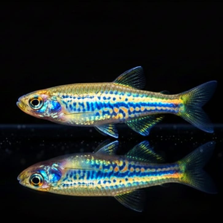 Leopardbärbling Brachydanio frankei (Danio frankei)