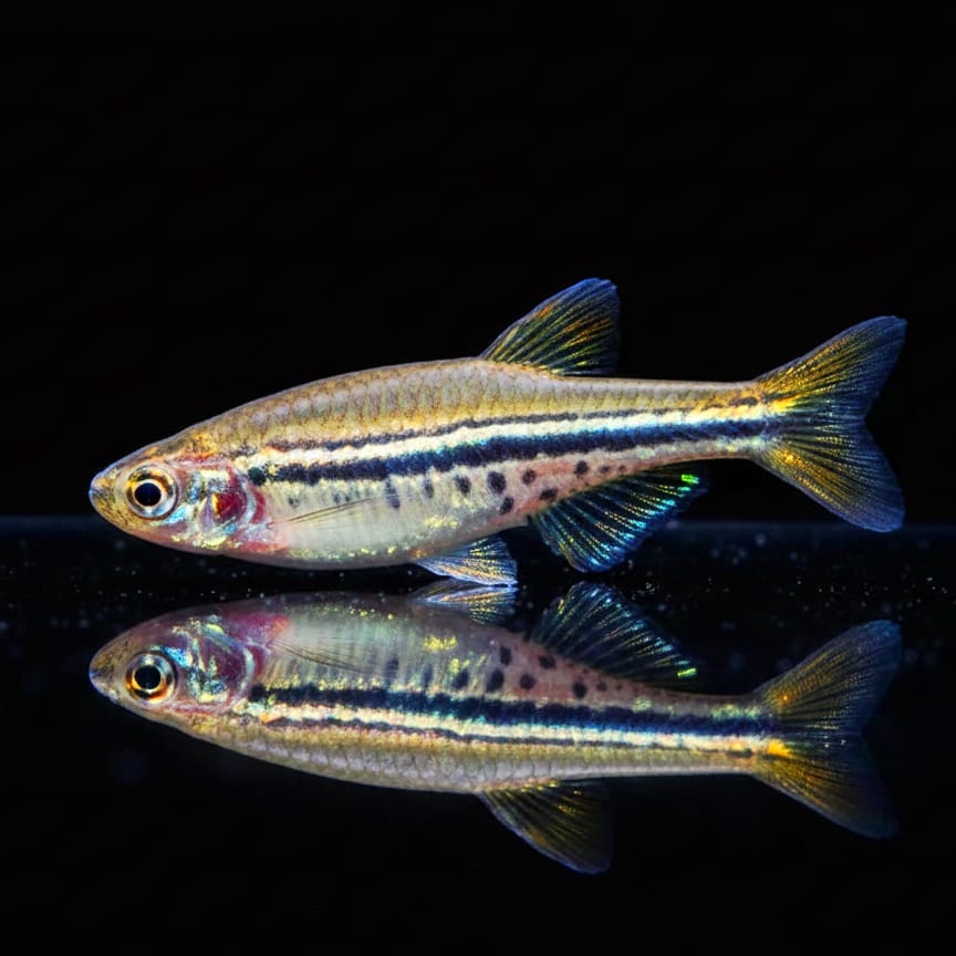 Tüpfelzwergbärbling Brachydanio nigrofasciatus (Danio nigrofasciata)