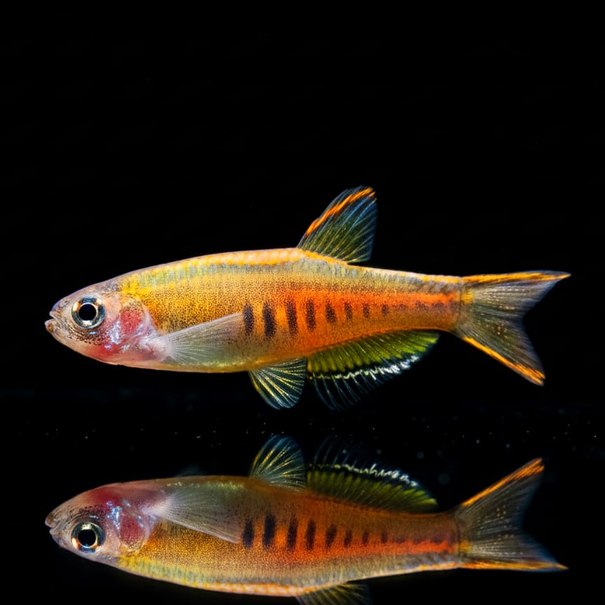 Lachsdanio – Danio choprae