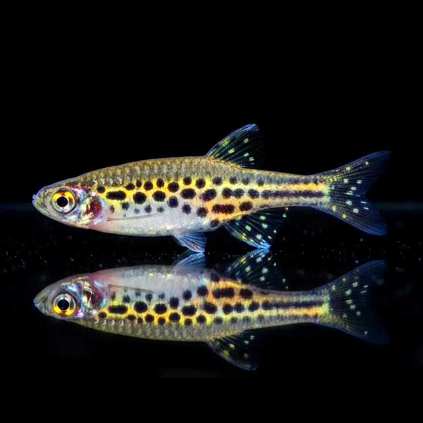 Zwergleopardbärbling – Danio tinwini
