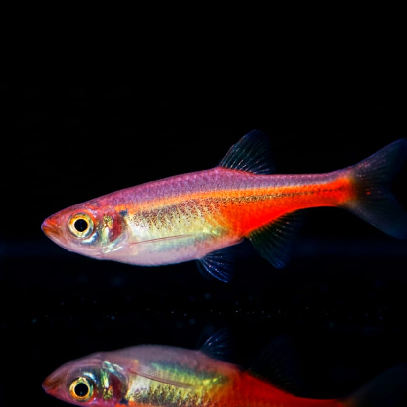 Roter Neonbärbling – Devario sondhii