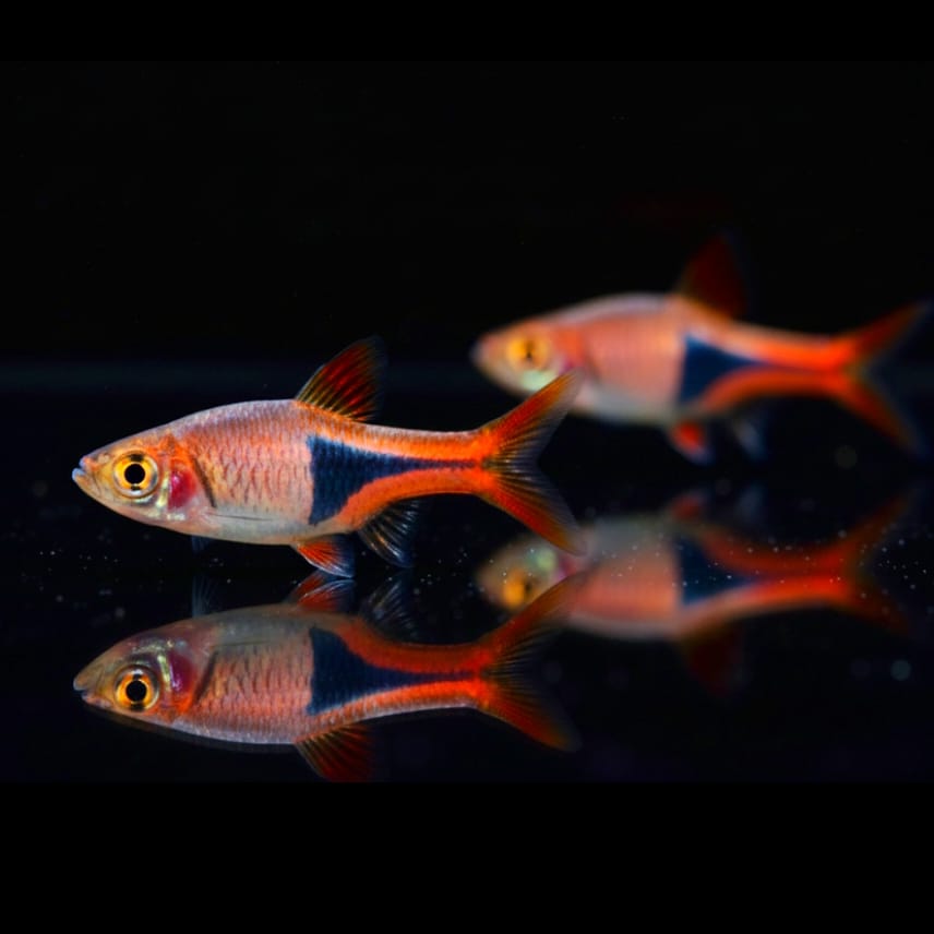 Keilfleckbarbe (Rasbora heteromorpha)