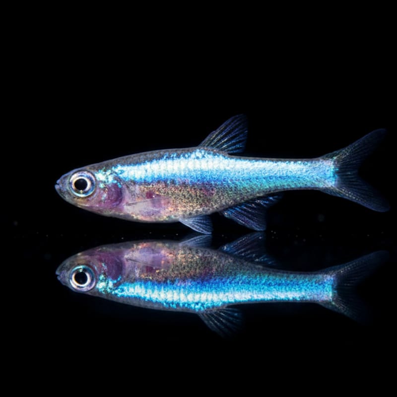 Der blaue Axelrods Zwergbärbling (Sundadanio axelrodia BLUE)