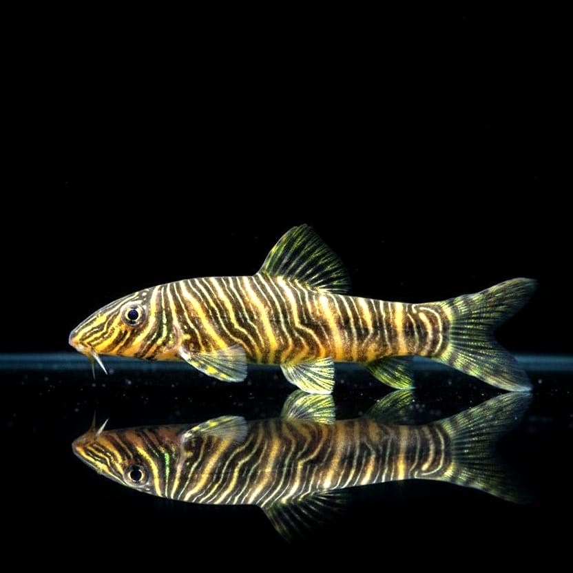 Streifenschmerle (Botia striata)