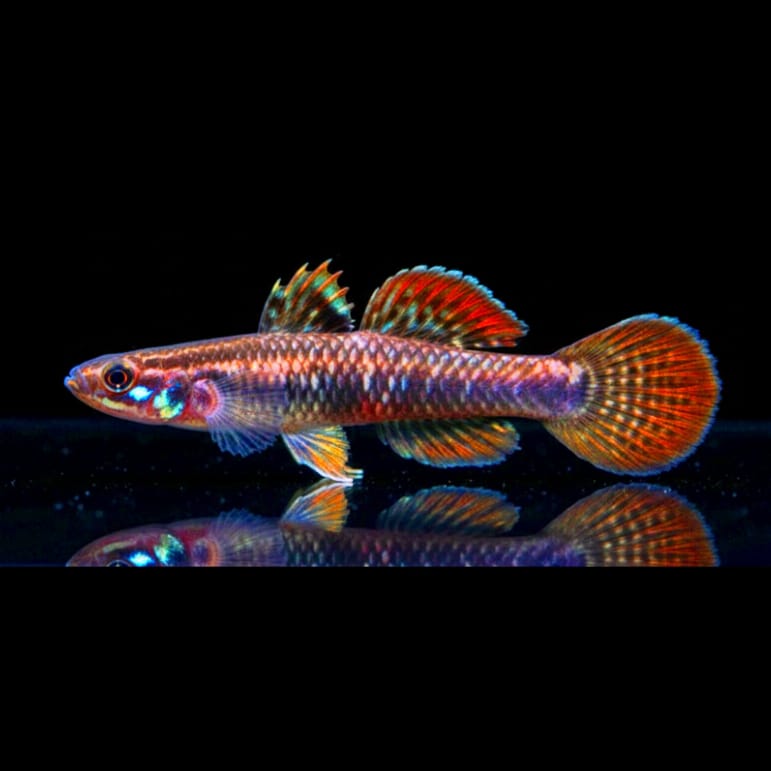 Goldrote Algengrundel (Stiphodon ornatus)