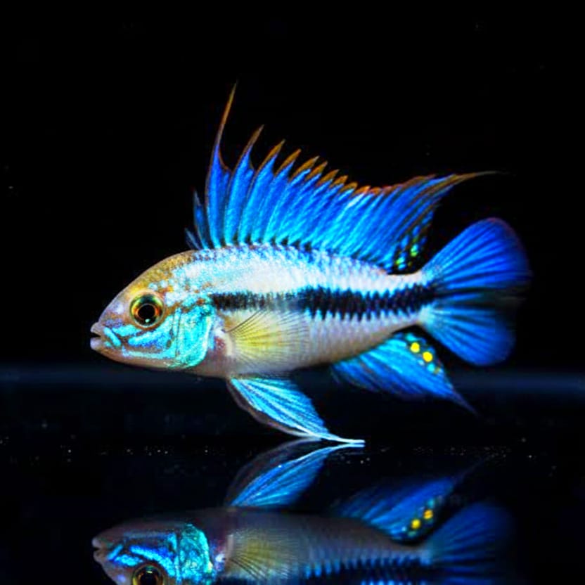 Dreistreifen Zwergbuntbarsch – Apistogramma trifasciata 🐠🌿