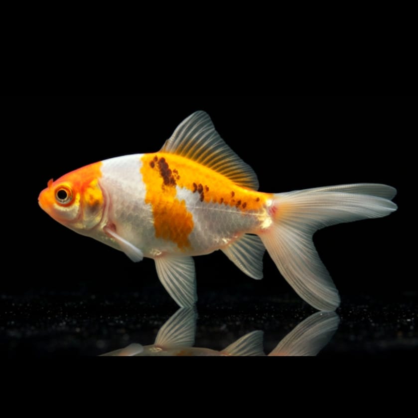 Goldfisch Shibunkin Yellow - Carassius auratus 💛