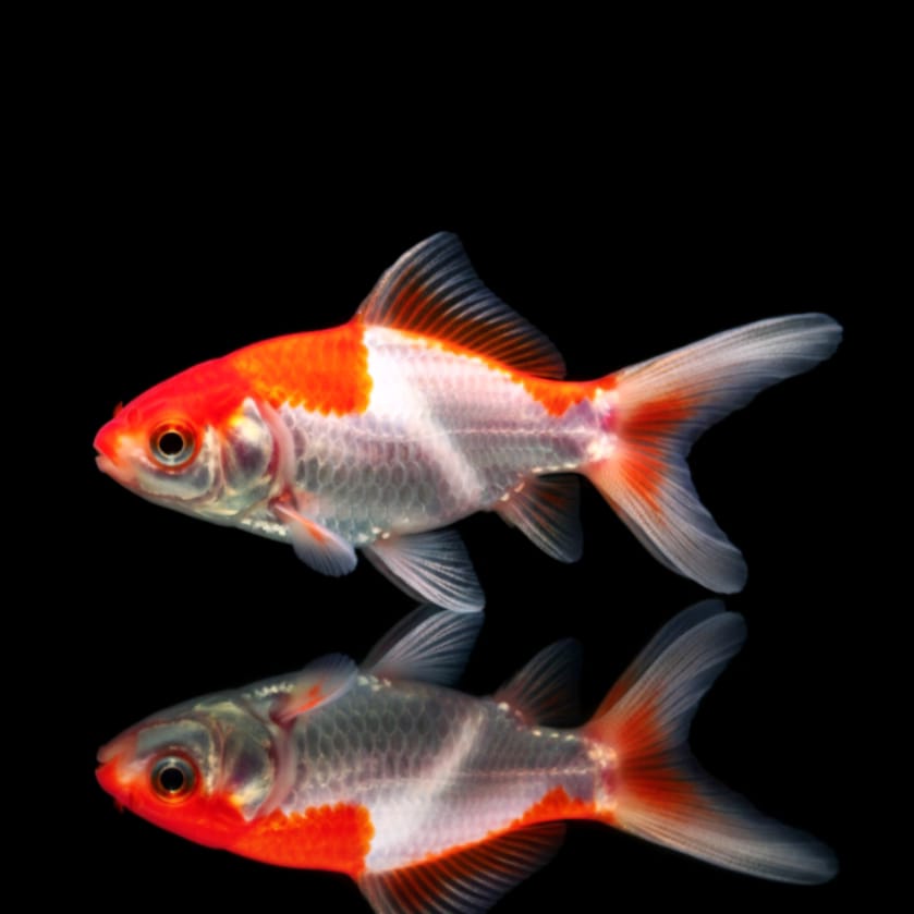 Goldfisch Sarasa - Carassius auratus ❤️🤍