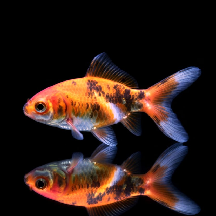 Goldfisch Shubunkin  - Carassius auratus 🐟🎨