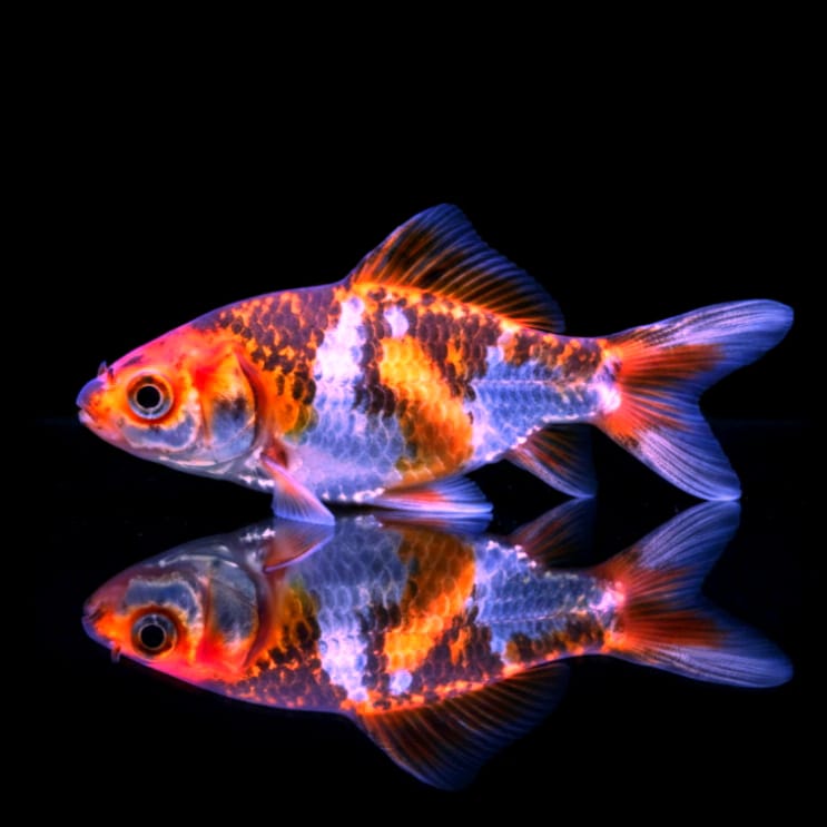 Goldfisch Shubunkin  - Carassius auratus 🐟🎨