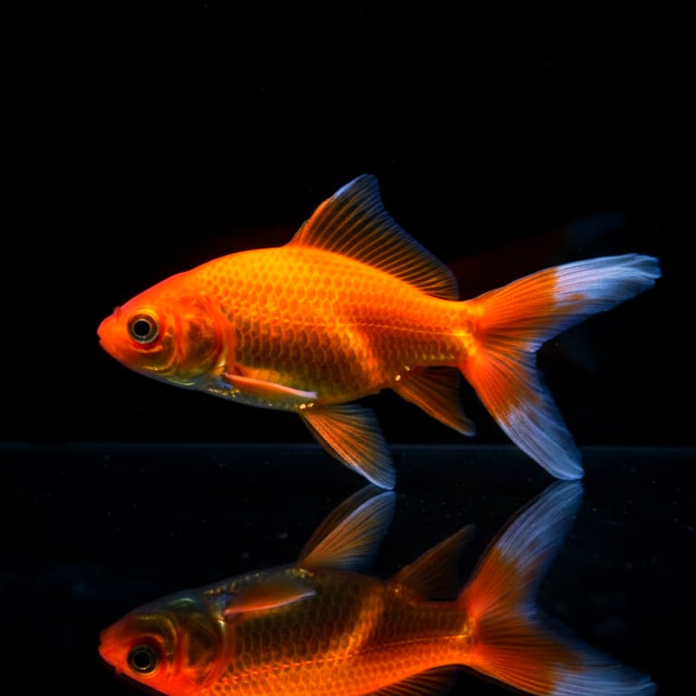 Goldfisch Comet  - Carassius auratus 🧡