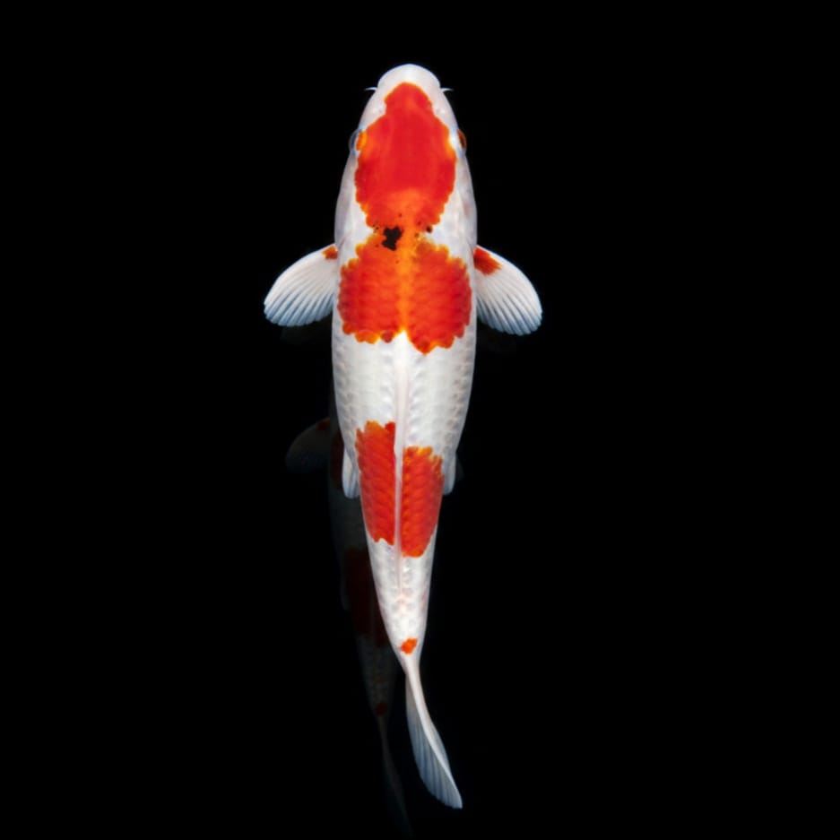 Koi-Karpfen  - Cyprinus carpio 🧡