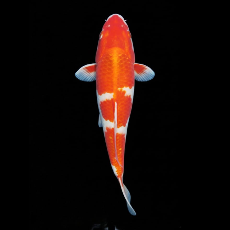 Koi-Karpfen  - Cyprinus carpio 🧡