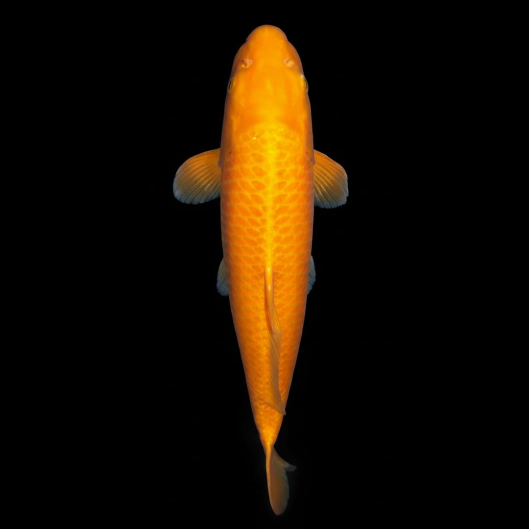Koi-Karpfen  - Cyprinus carpio 🧡