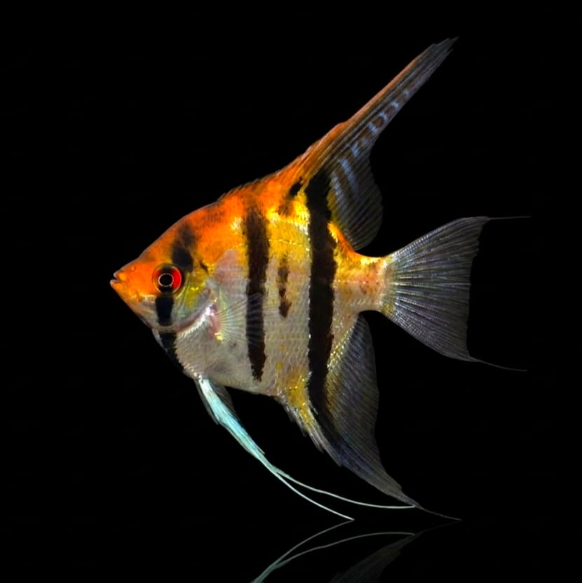 Skalar Koi - Pterophyllum scalare 🌿✨