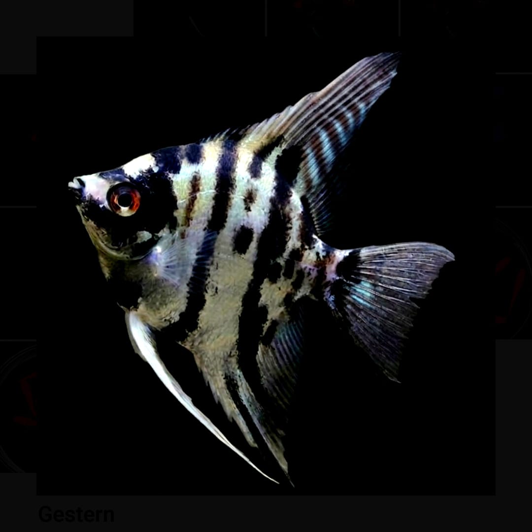 Skalar Marble - Pterophyllum scalare 🌿✨