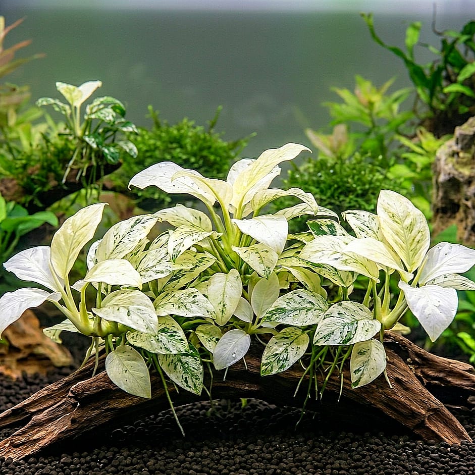 Anubias barteri var. nana 'Stardust' NEU!  / Dennerle-Plants