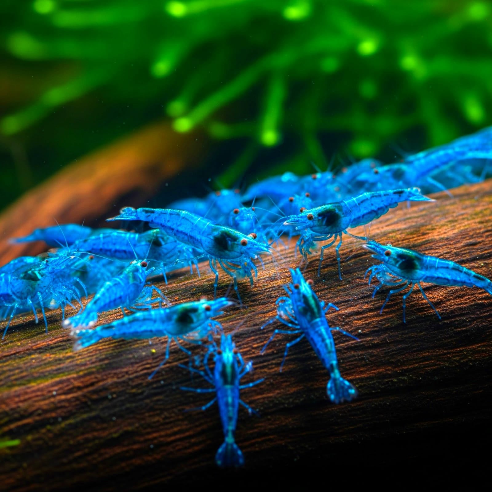 Neocaridina davidi -  Blue Jelly Garnelen