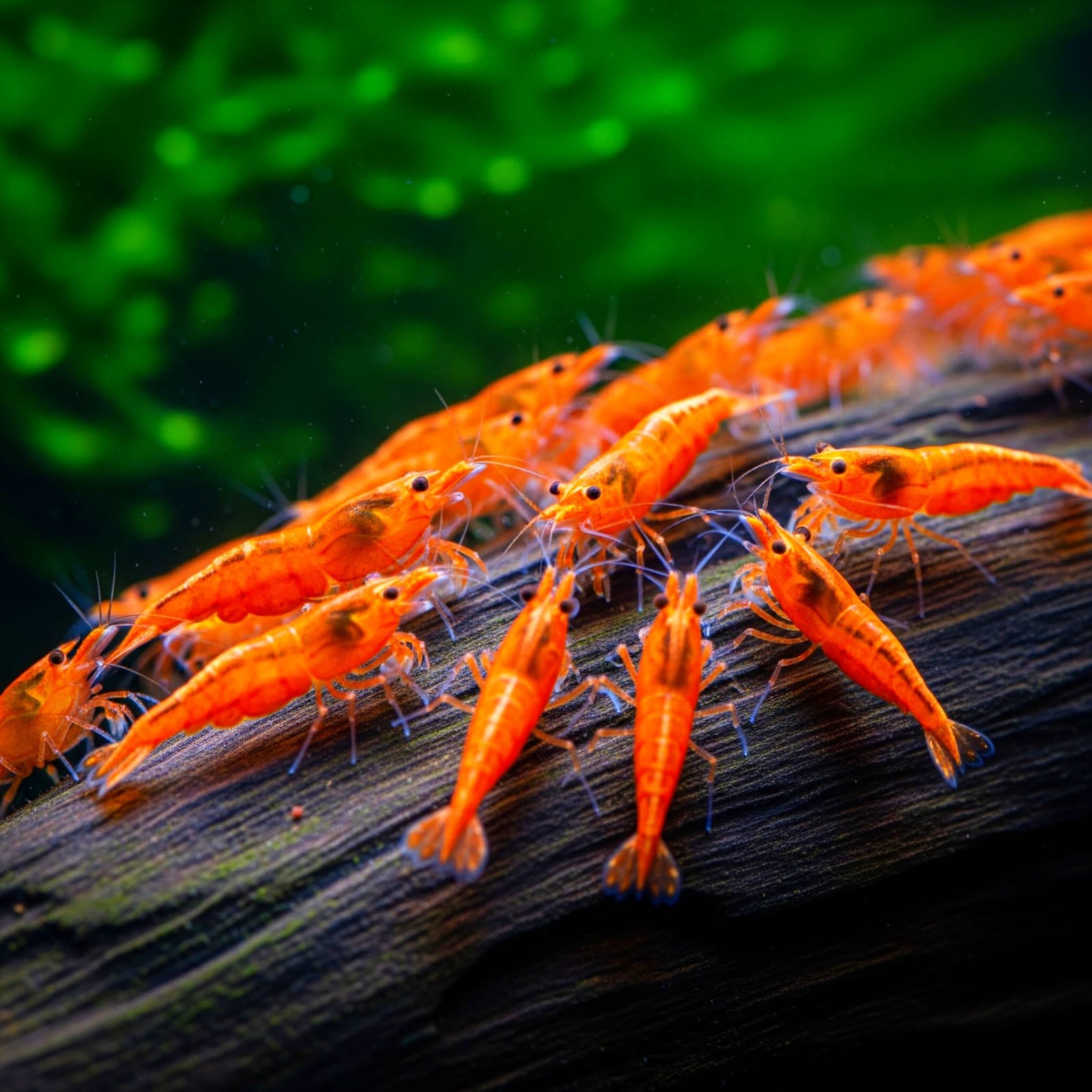 Neocaridina davidi - Orange Sakura Garnelen