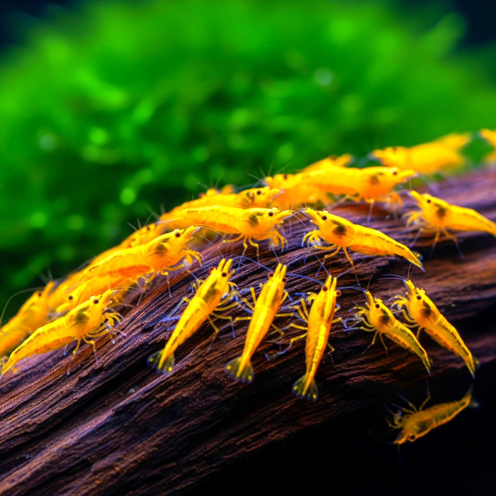 Neocaridina davidi - Yellow Fire Garnelen