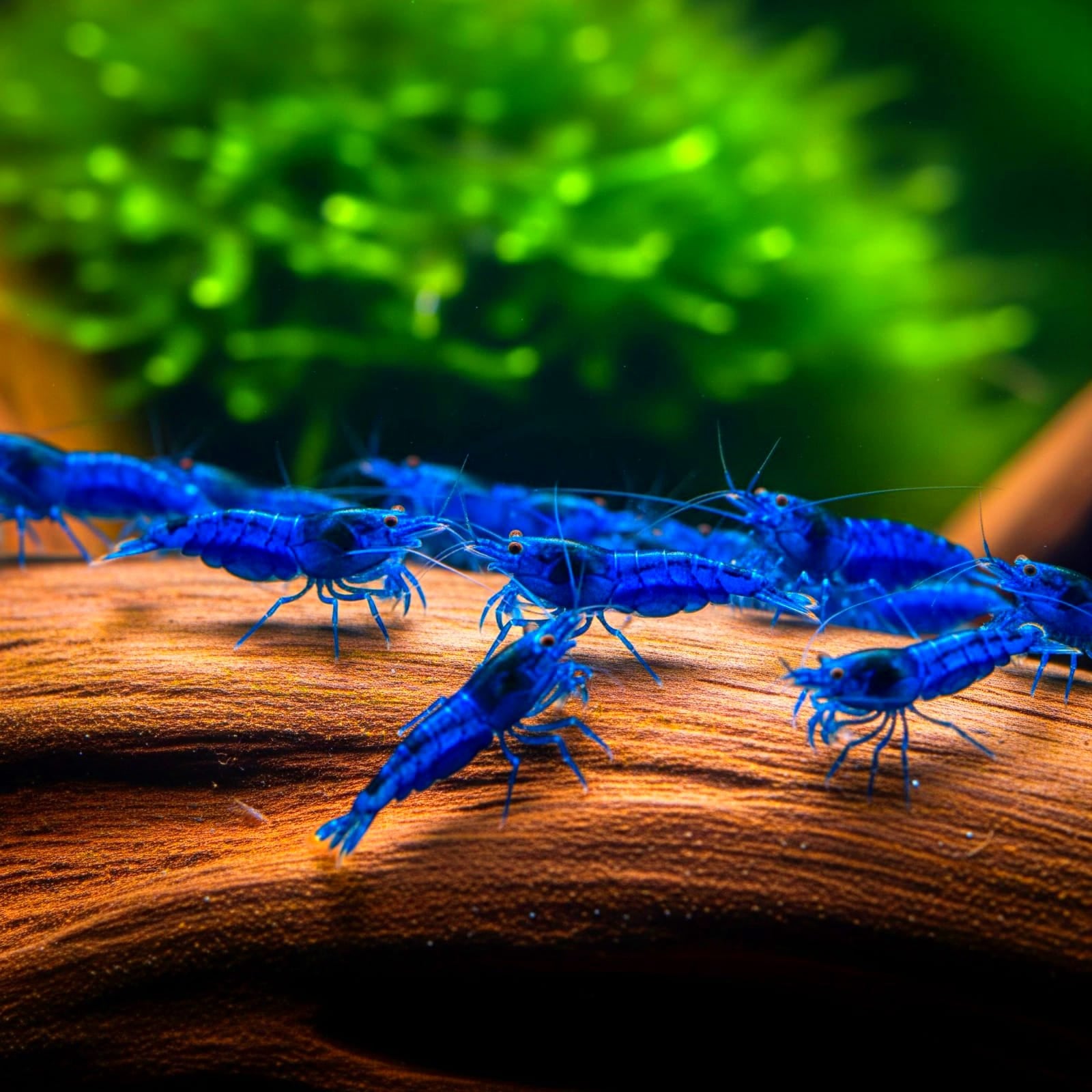 Neocaridina davidi - Blue Dream Garnele