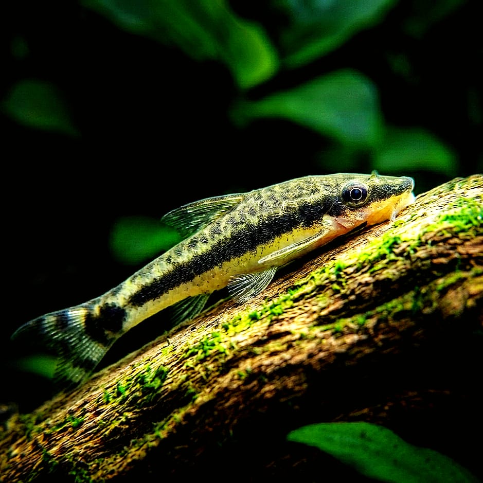 Ohrgitter-Harnischwels – Otocinclus affinis 🍃🐟