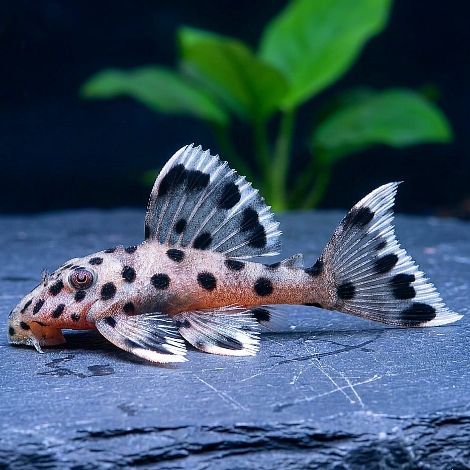 Weißflossen-Kaktuswels – L264 🤍🖤  
(Leporacanthicus joselimai)