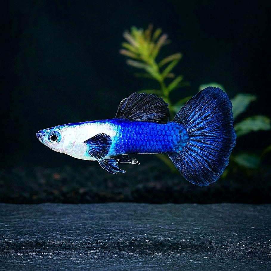 Hochzucht Guppy - Blue Panda