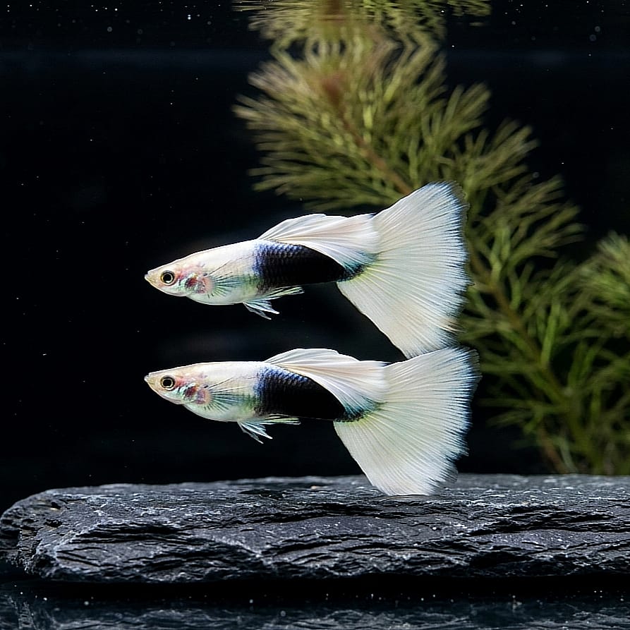 Hochzucht Guppy - White Tuxedo