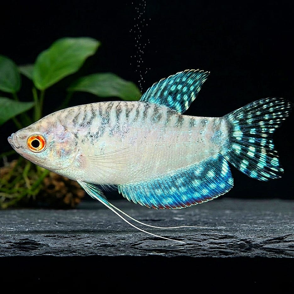 Weißer Fadenfisch (Trichogaster trichopterus "Pearl White")