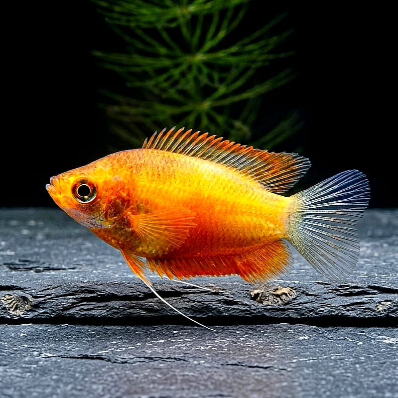 Honiggurami – 🧡 Colisa chuna (Trichogaster chuna) 🍯🐟