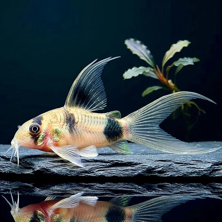 Corydoras Panda 🐼 Longfin - Panzerwels AquaTimo