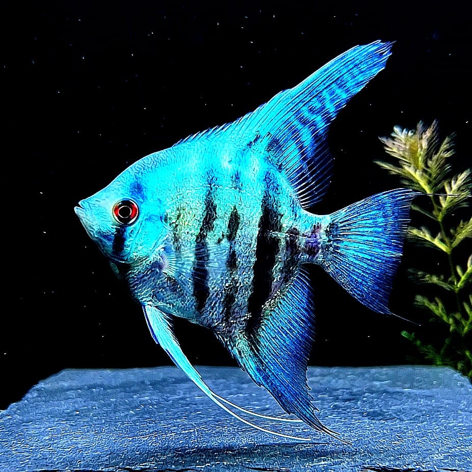 Skalar Avatar Blue - Pterophyllum scalare 🌿✨