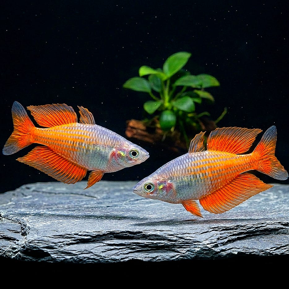 Parkinsons-Regenbogenfisch – Melanotaenia parkinsoni