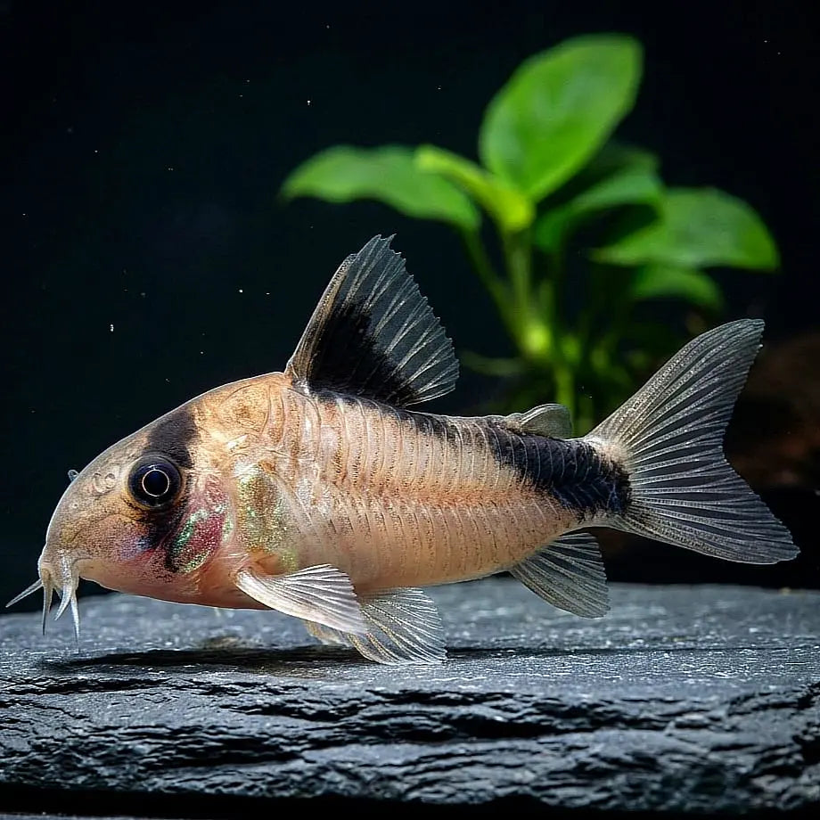 Kopfbinden-Panzerwels – Hoplisoma (Corydoras) melini 🐠🖤 AquaTimo