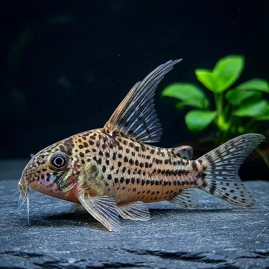 Corydoras schwartzi – ein eleganter Panzerwels für dein Aquarium 🐟✨ AquaTimo