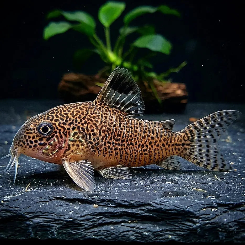 Gepunkteter Panzerwels – Hoplisoma punctatum 🐟🌿 AquaTimo