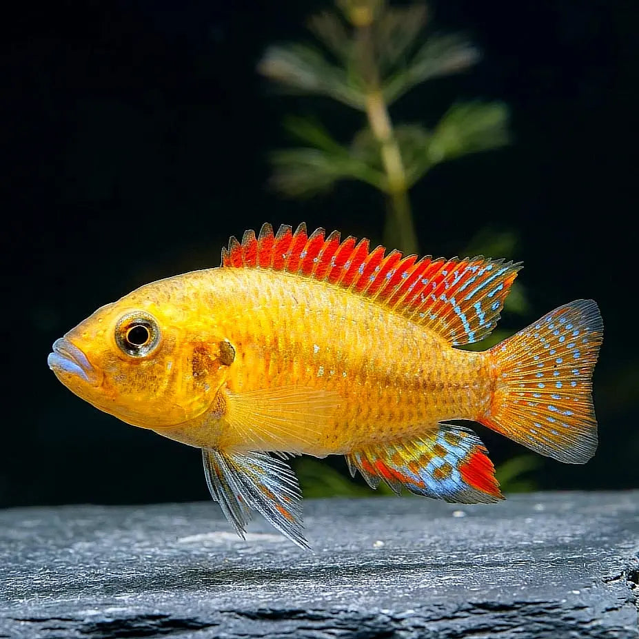 Vielfarbiger Maulbrüter – Pseudocrenilabrus multicolor (Lake Victoria) AquaTimo