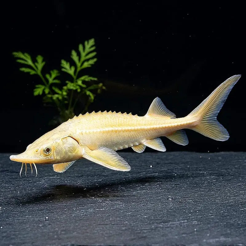 Sterlets Gold (Acipenser ruthenus) – Der goldene Blickfang für den Gartenteich AquaTimo
