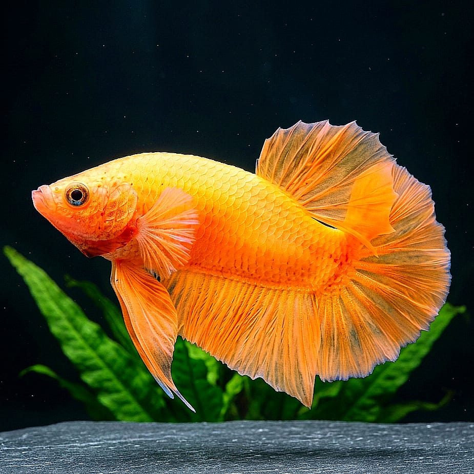 Kampffisch Betta splendens – Plakat Orange
