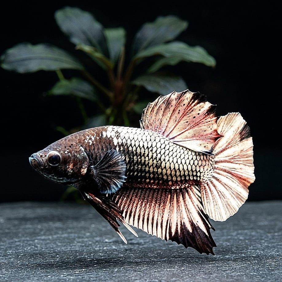Kampffisch Betta splendens – Plakat "Silver Samurai" mit Silberschuppen ✨🐟