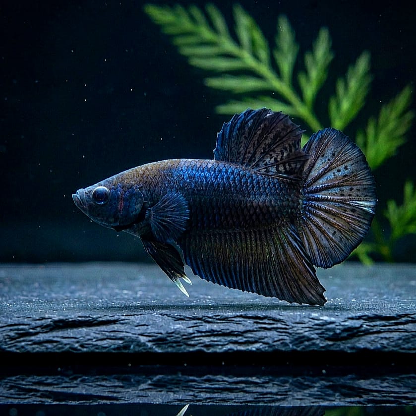 Kampffisch Betta splendens – Plakat Black