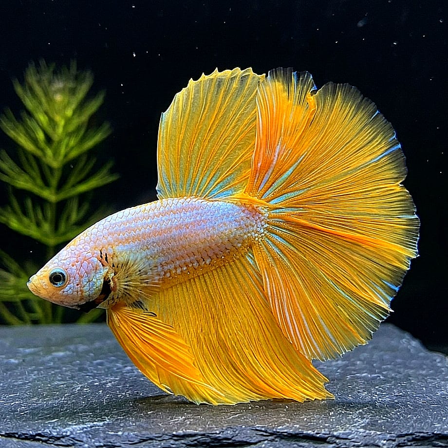 Betta splendens "Halfmoon Fancy Yellow" – Farbenfroher Kampffisch mit spektakulärer Musterung
