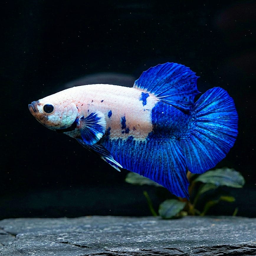 Kampffisch Betta splendens – Plakat Blue Panda
