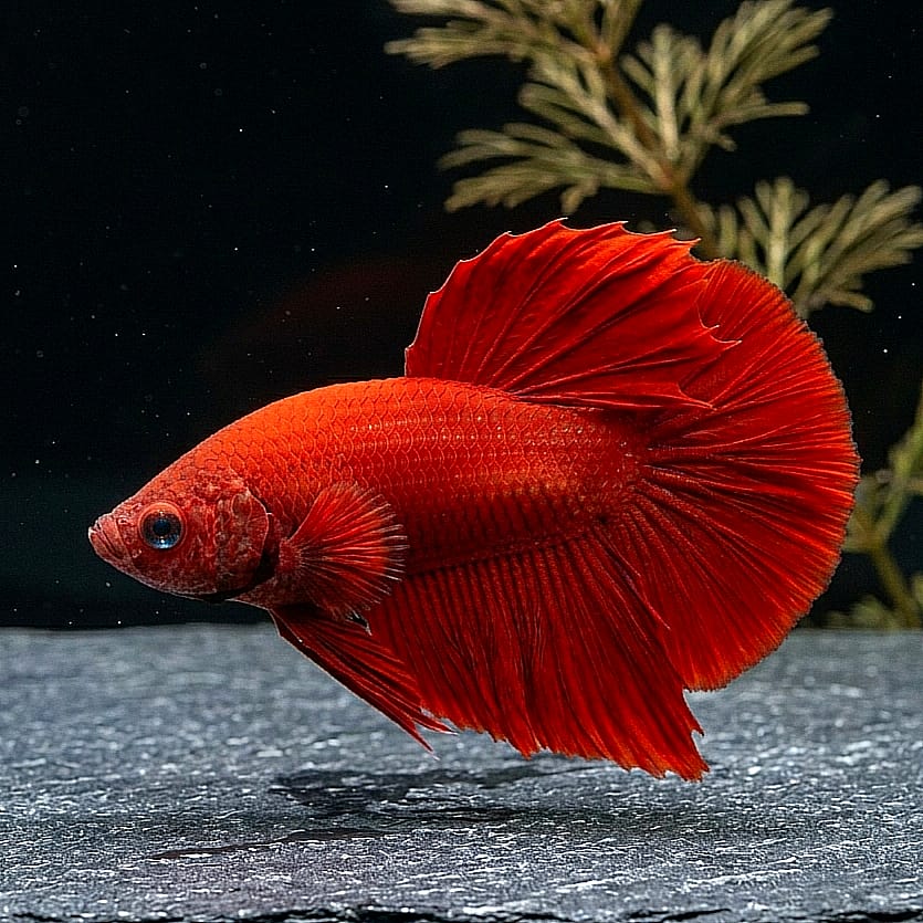 Kampffisch Betta splendens „Plakat Red Dragon“