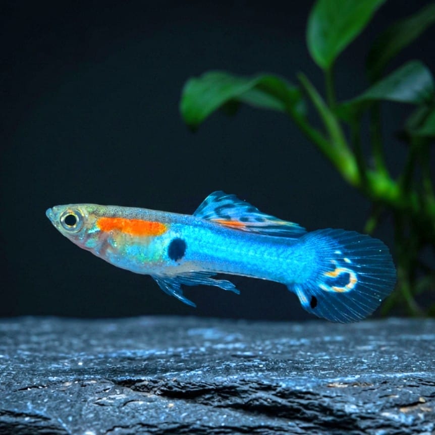 Guppy Endler Blue Star