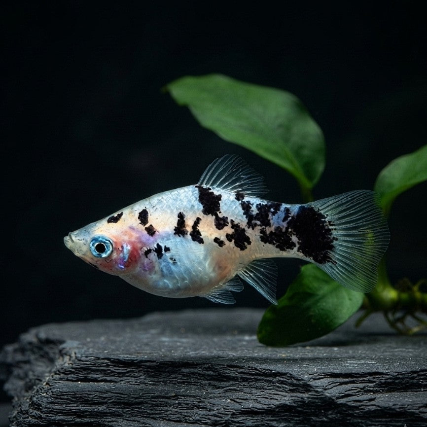 Platy Pfeffer und Salz Weiß – Elegante Kontraste für dein Aquarium