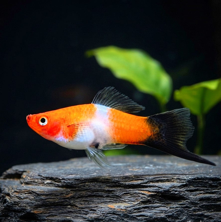 Schwertträger - Xiphophorus helleri  „Koi Kohaku Wagtail“